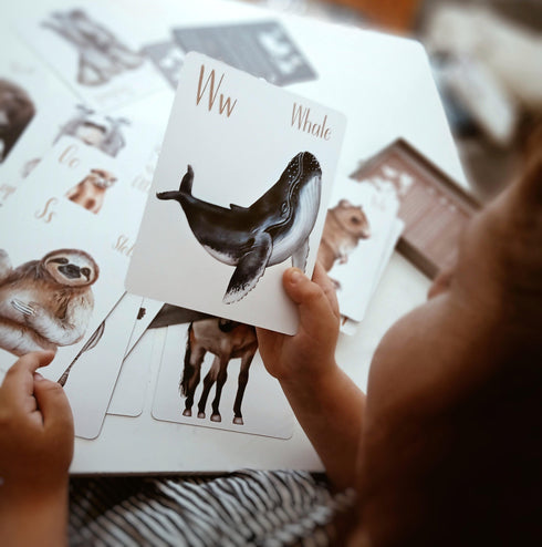 Animal Alphabet Flash Cards 動物英文字母字卡